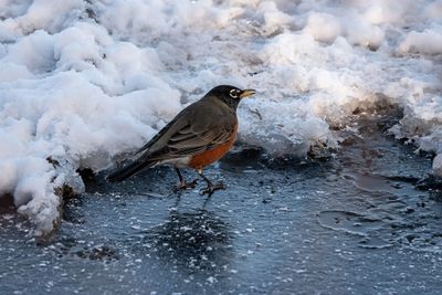 American Robin