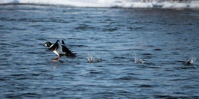 Common Goldeneye