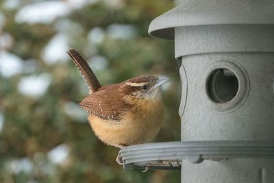 Carolina Wren