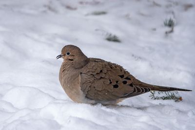 Mourning Dove