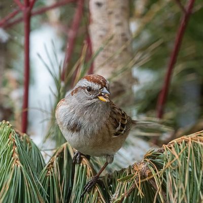 American Tree Sparrow