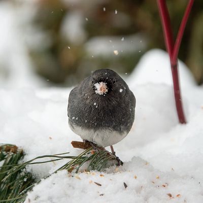 Black-eyed Junco