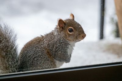 Grey Squirrel