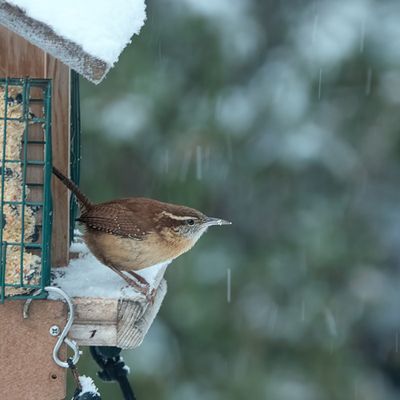 Carolina Wren
