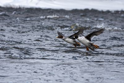 Common Goldeneyes