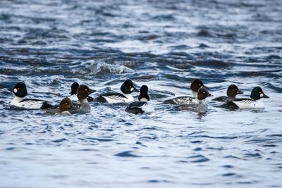Common Goldeneyes