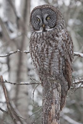 Great Grey Owl