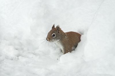 Red Squirrel