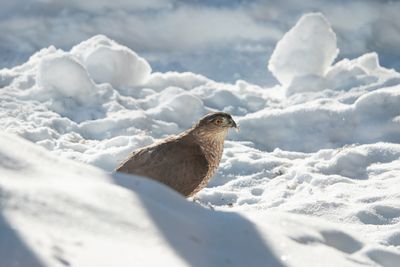Cooper's Hawk