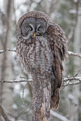 Great Grey Owl