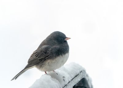 Dark-eyed Junco