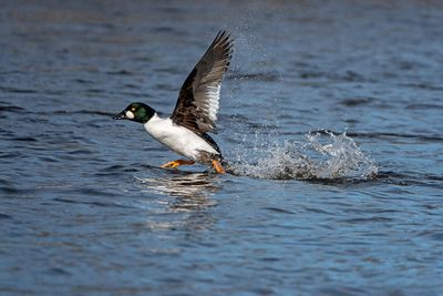 Common Goldeneye