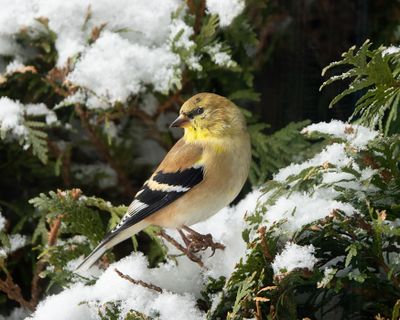 American Goldfinch
