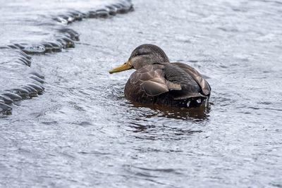 American Black Duck