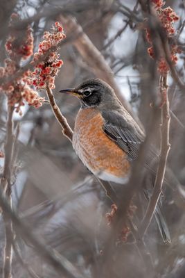 American Robin