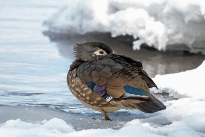 Wood Duck