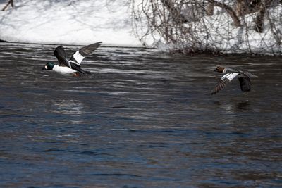Common Goldeneyes