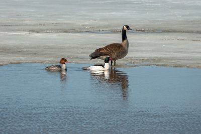Common Merganser Couple