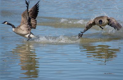 Canada Geese
