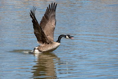Canada Goose