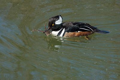 Hooded Merganser