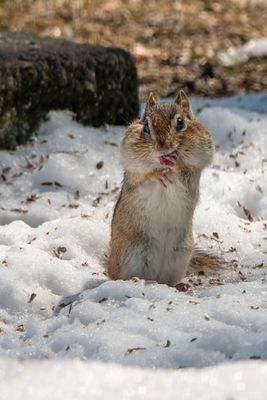 Eastern Chipmunk