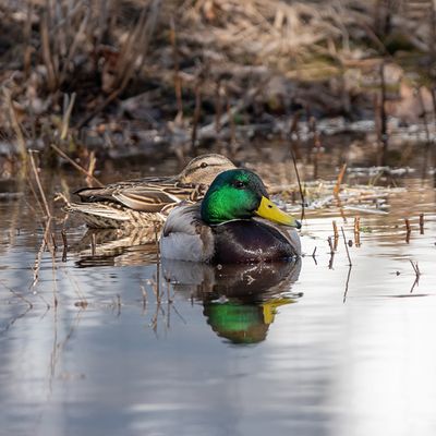 Mallards