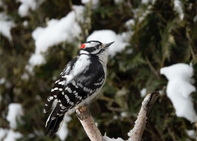 Downy Woodpecker