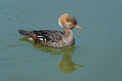Hooded Merganser