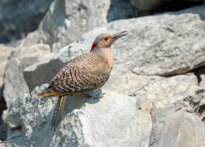 Northern Flicker