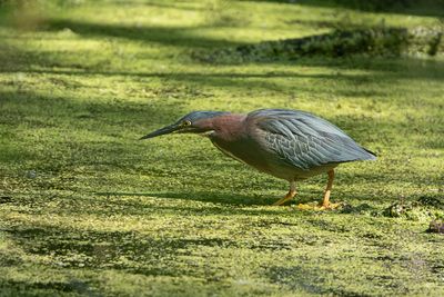 Green Heron - 3 photos