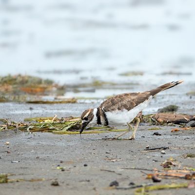 Killdeer