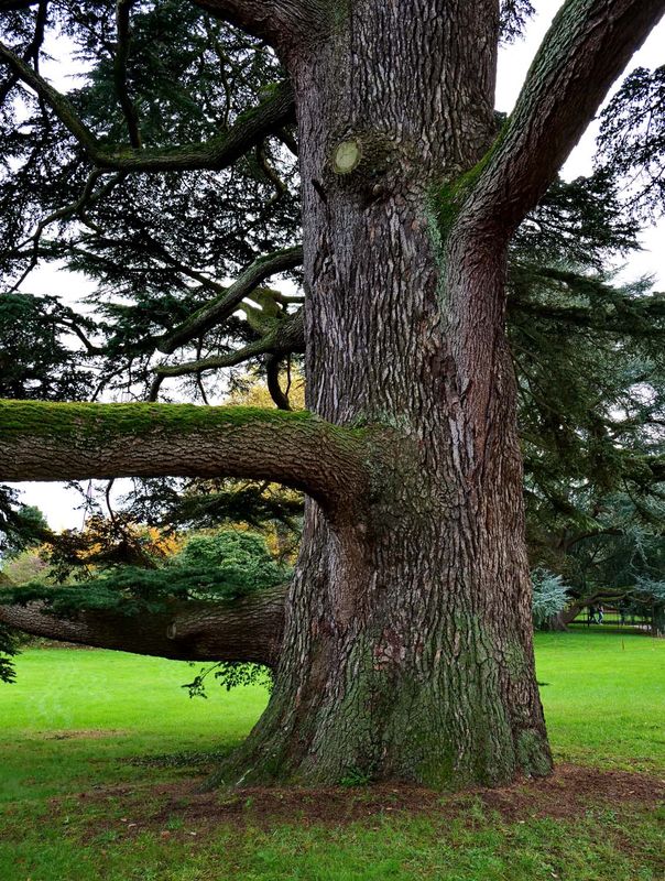The cedar of Lebanon, at the Arboretum.