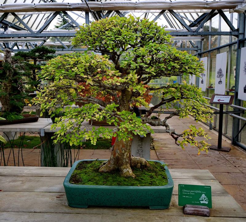 A bonsai; this one is 146 years old. 