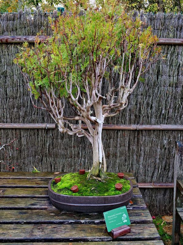 A bonsai; this one is 116 years old; there some more than 250 years old. 