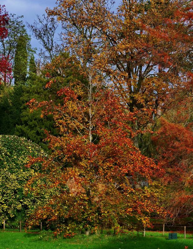 The colors at the Arboretum.