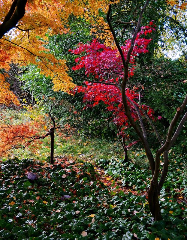 Trees in November produces amazing Fall season colors. 