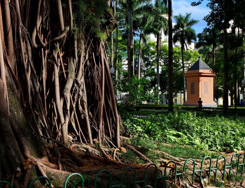 The 15 de Novembro platz and one of its fig trees. 