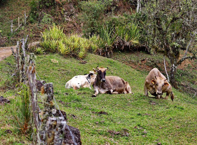 Between Rancho Queimado and Angelina.