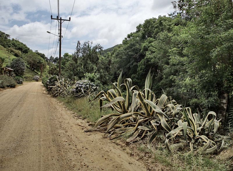 Between Rancho Queimado and Angelina.