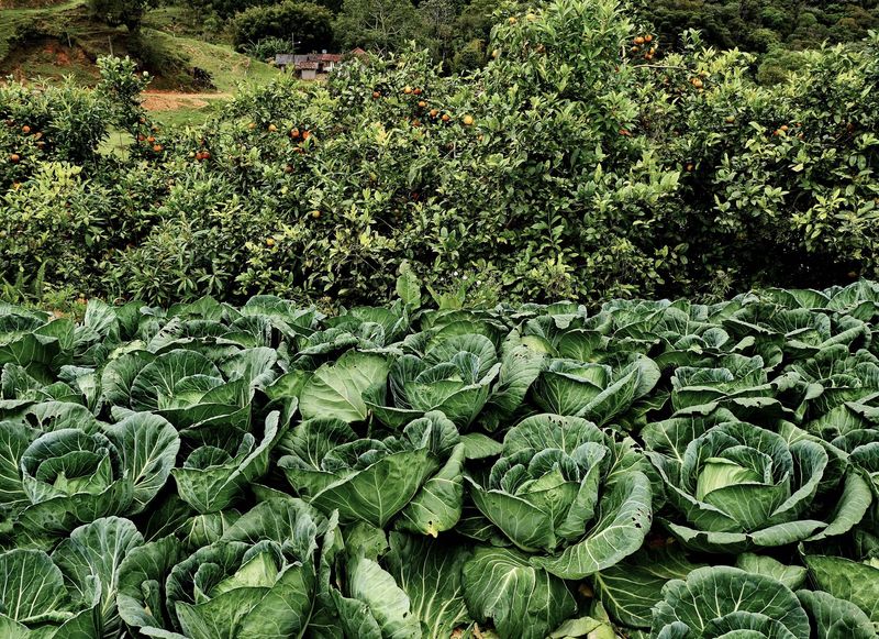 Cabbage plantation at Terceira Linha.