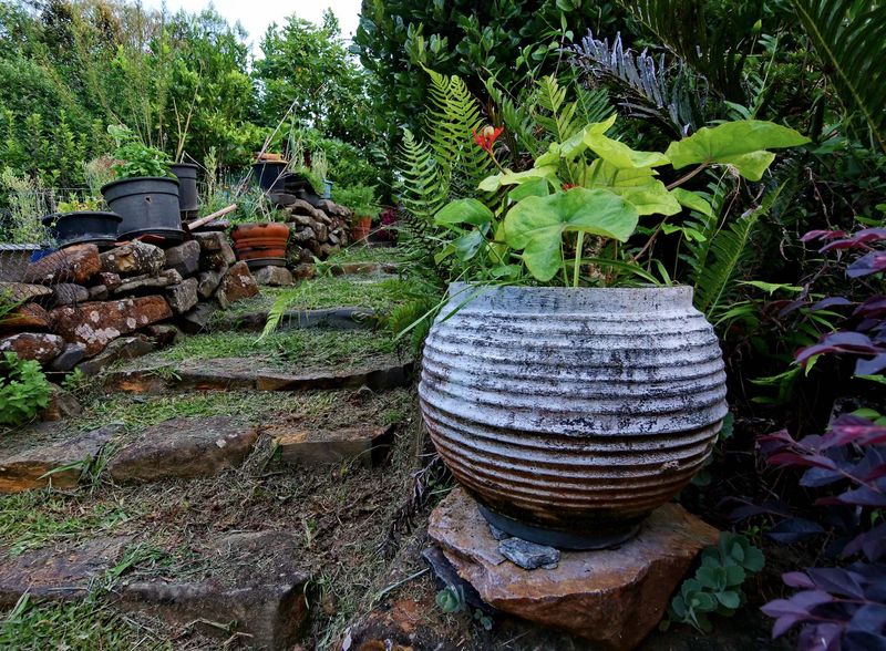 Marcos' garden.