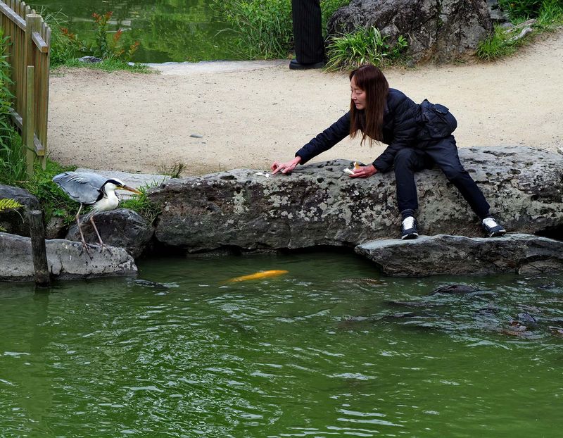 Kyoto; someone was feeding the fishes, turtles and birds. 
