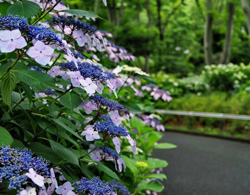 Flowers in the park.
