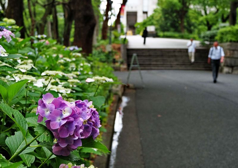 Flowers and people in the park.