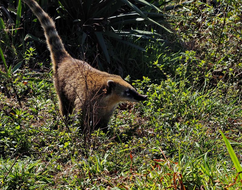 The quati (coati), small animal living in this region.  