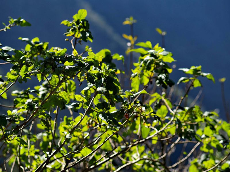 The vivid green of the region. 