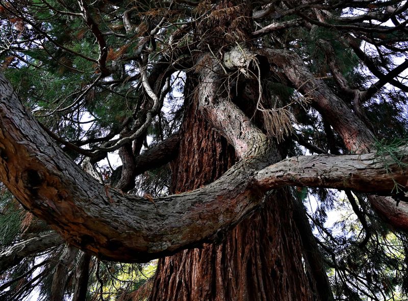 At the Arboretum of Chtenay Malabry (2024). 