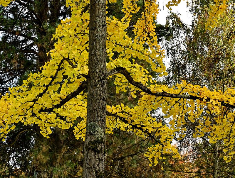 At the Arboretum of Chtenay Malabry (2024). 