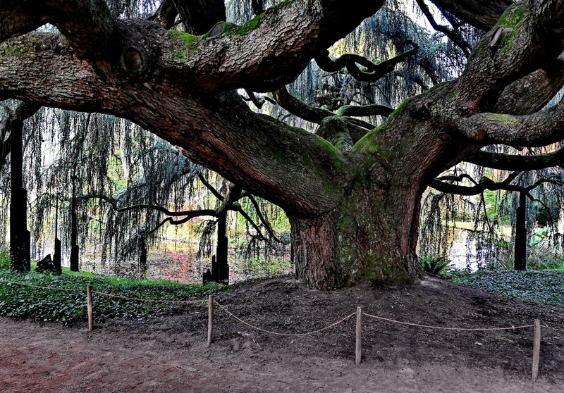 At the Arboretum of Chtenay Malabry; inside the cdre pleureur (2024)